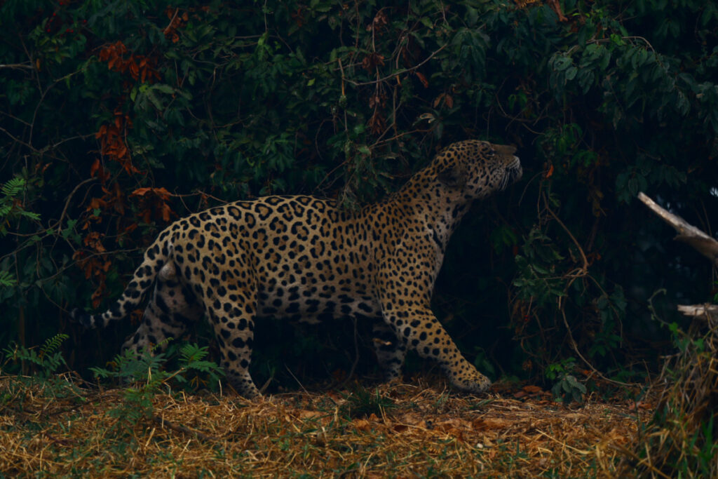 Brazil Encontro das Aguas State Park jaguar