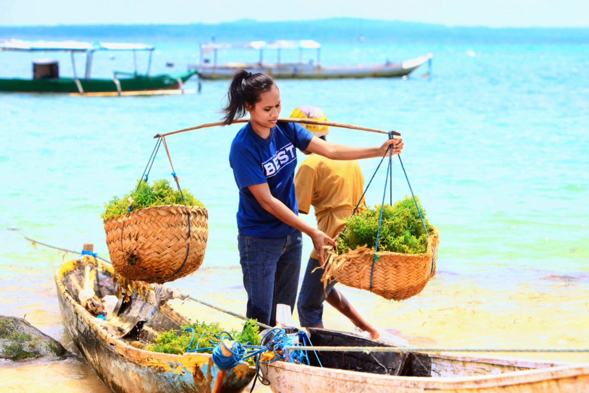 Indonesia woman carrying seaweed