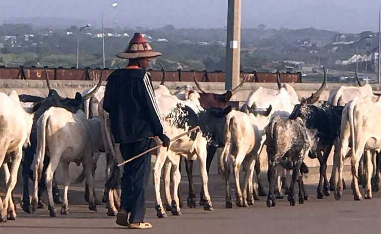Nigeria herdsman