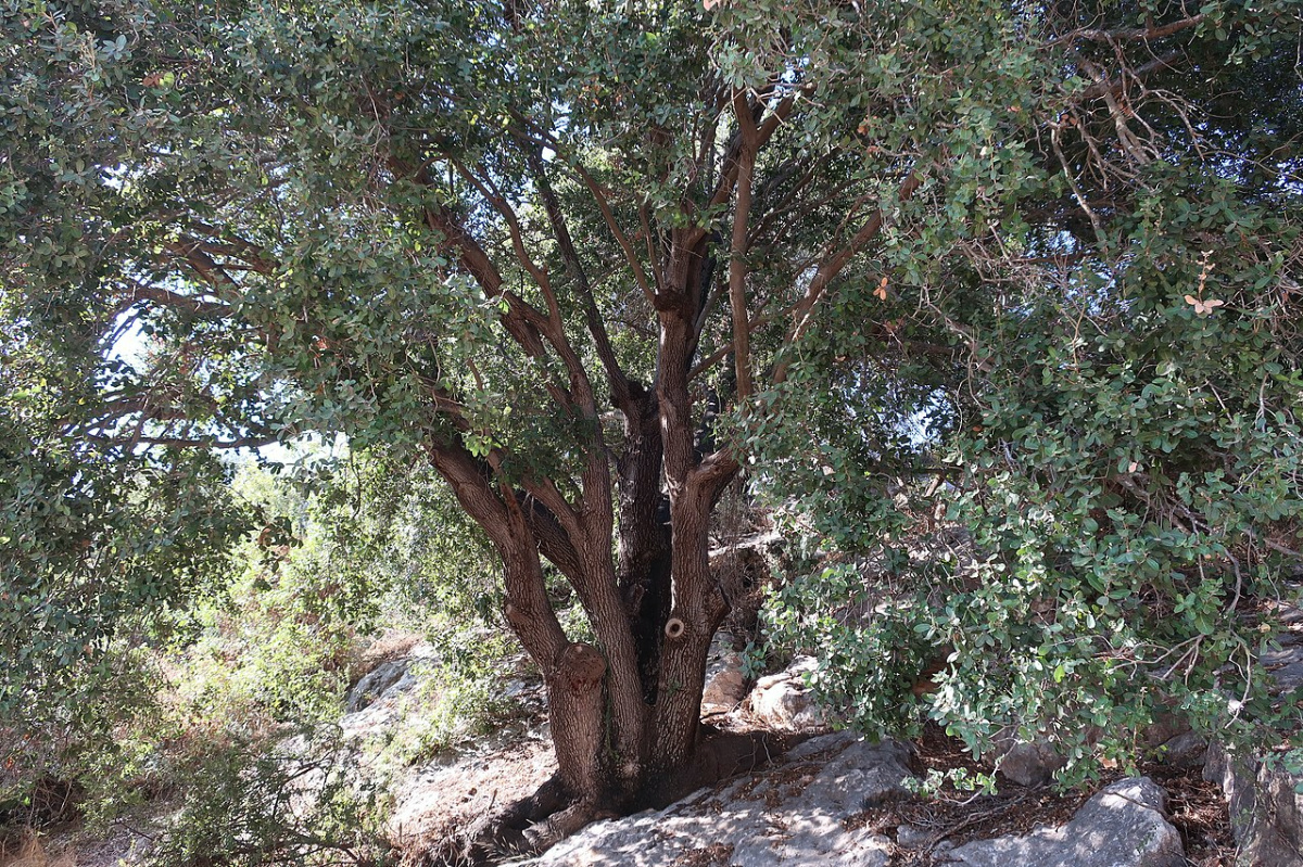 Palestine oak