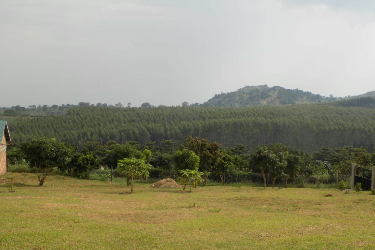 Uganda forests3