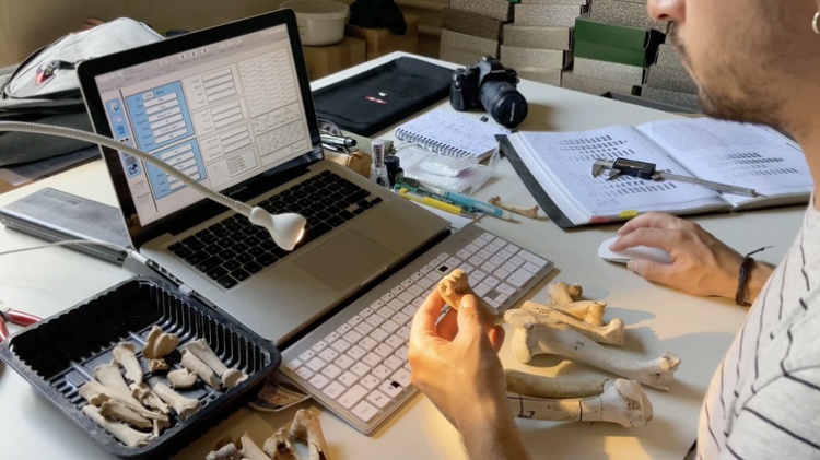 Zooarchaeological data recording