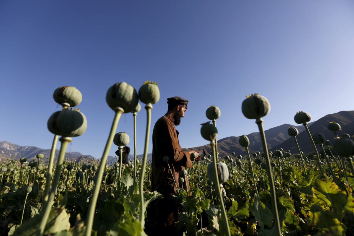 Afghanistan poppy field
