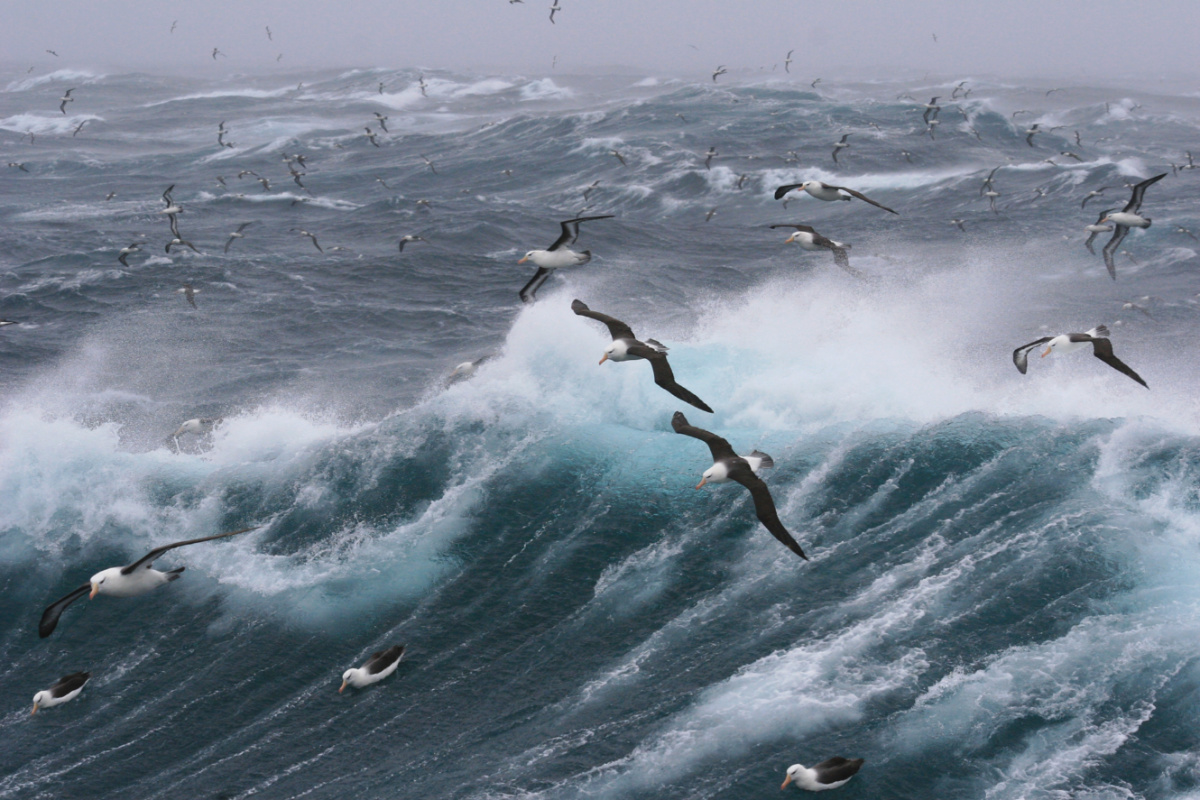 Albatrosses Falkland Islands