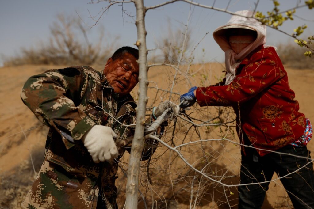 China Gansu Wuwei planting a tree