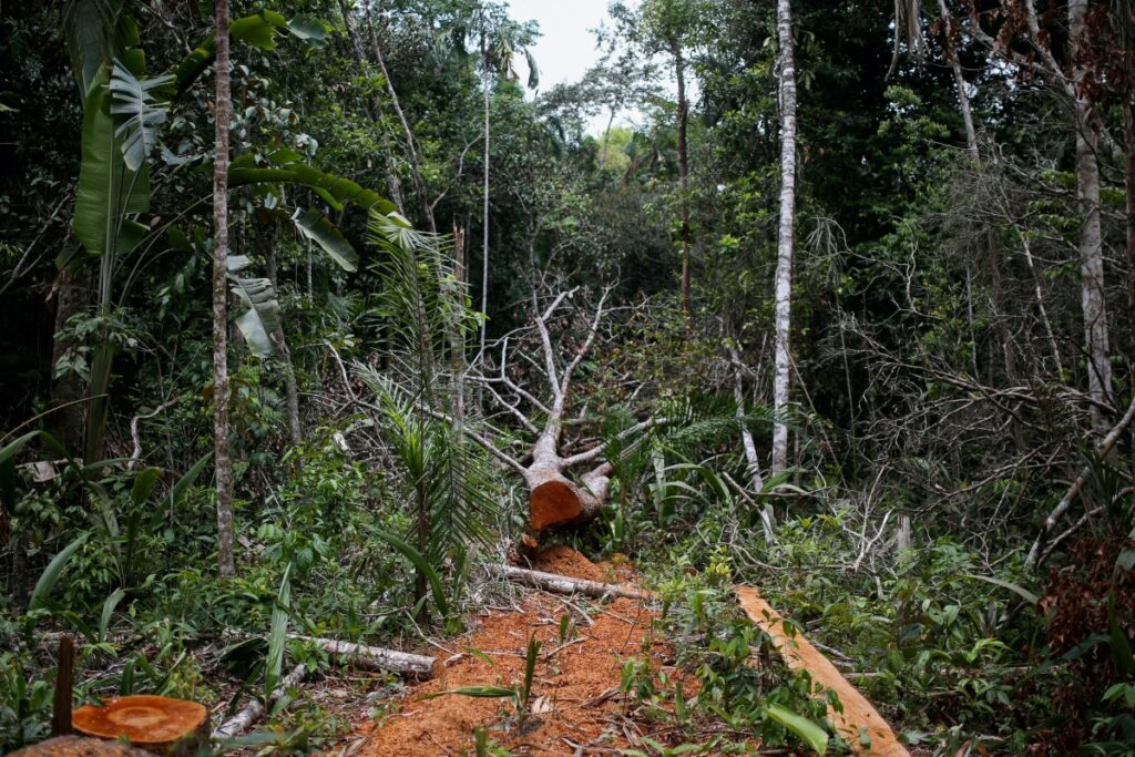 Colombia Caqueta felled tree