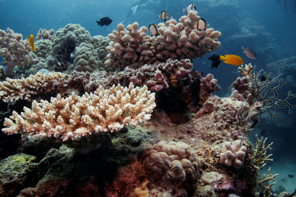 Australia Great Barrier Reef corals
