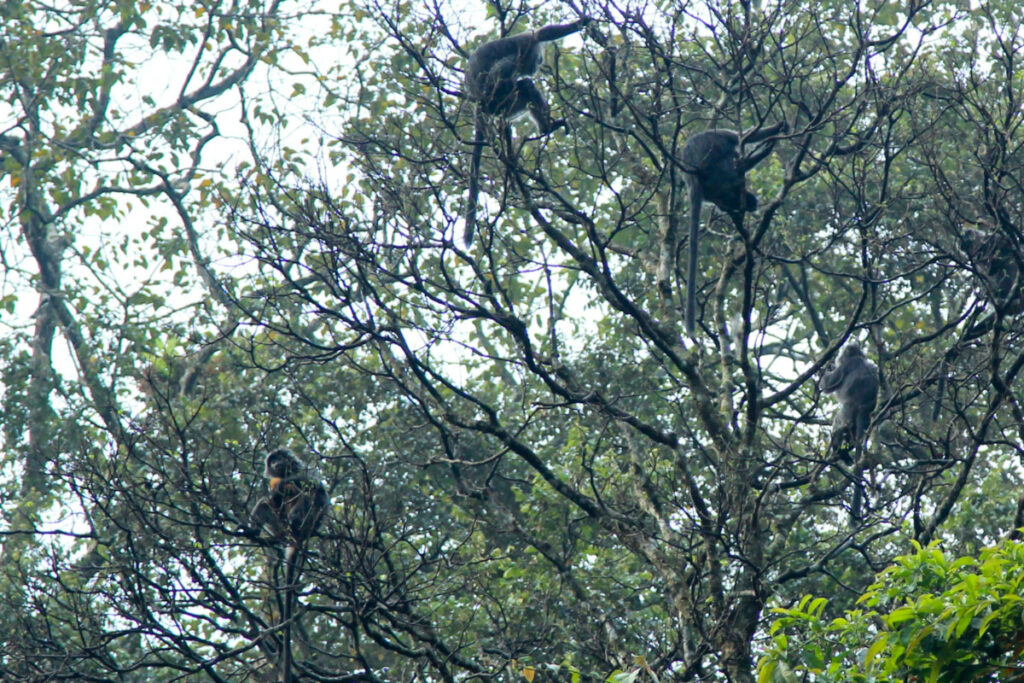 Indonesia Petungkriono Forest Pekalongan Gibbons
