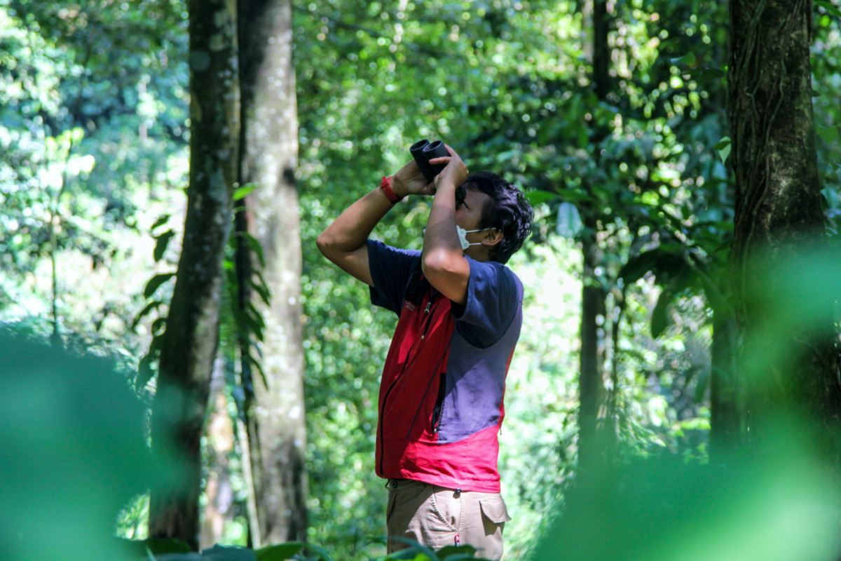 Indonesia Petungkriono forest Pekalongan Gibbons2