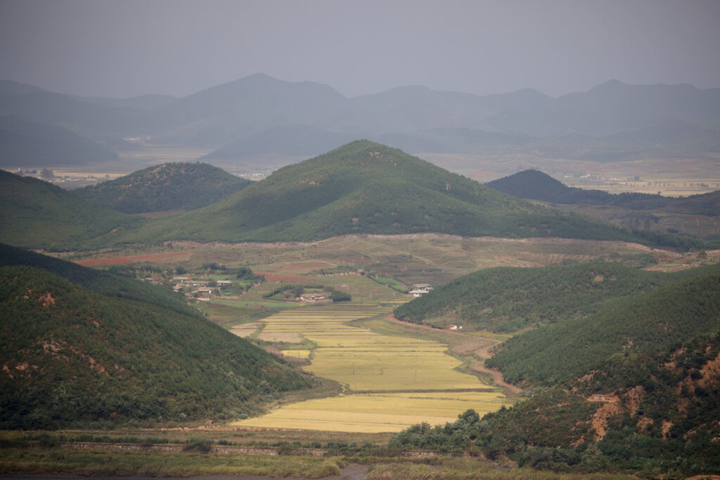 North Korea rice field