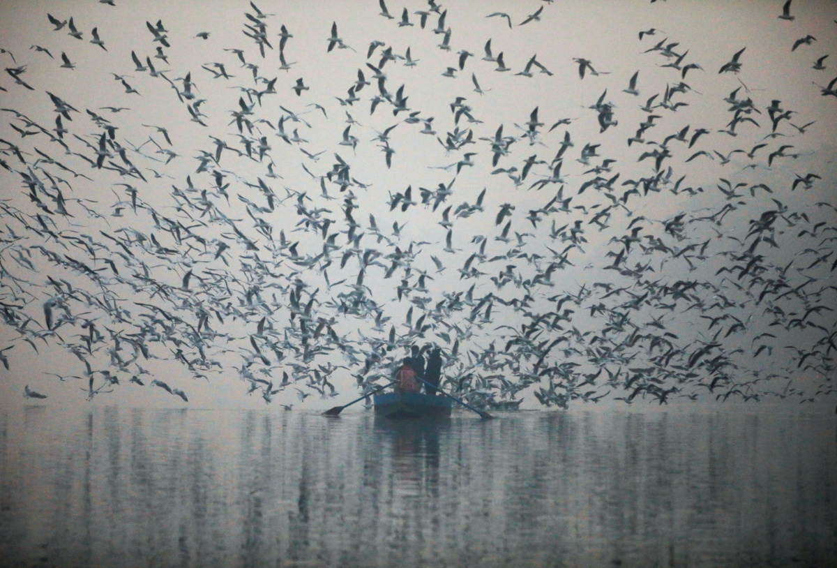 India Yamuna River seagulls