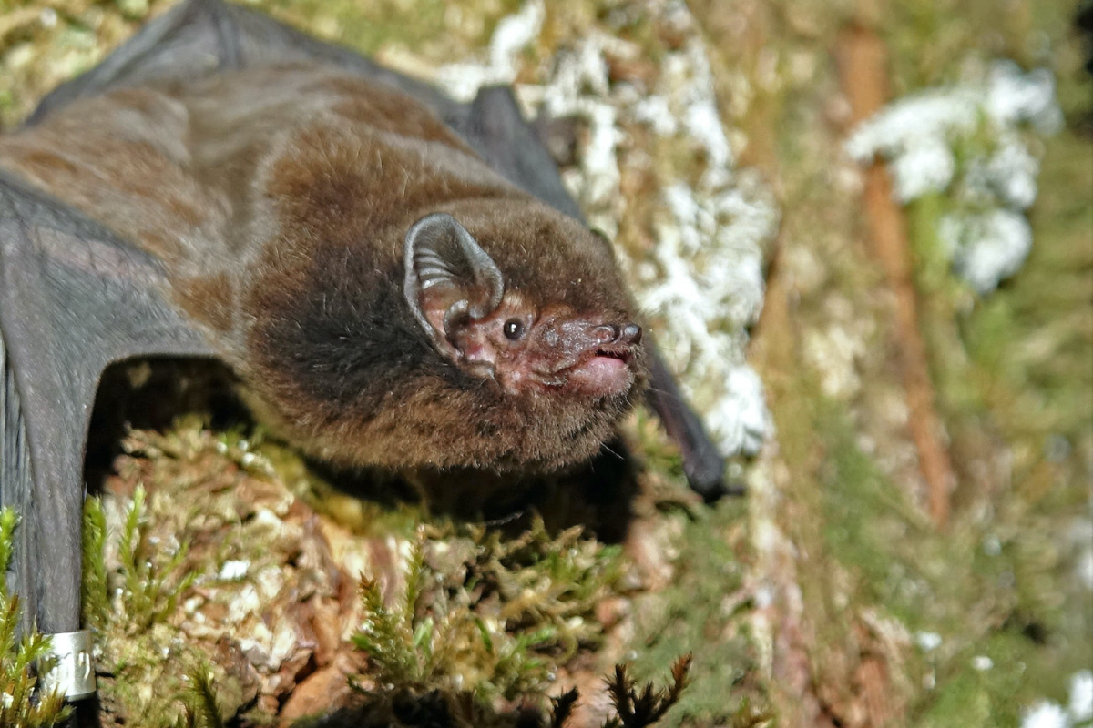 Long tailed Bat 