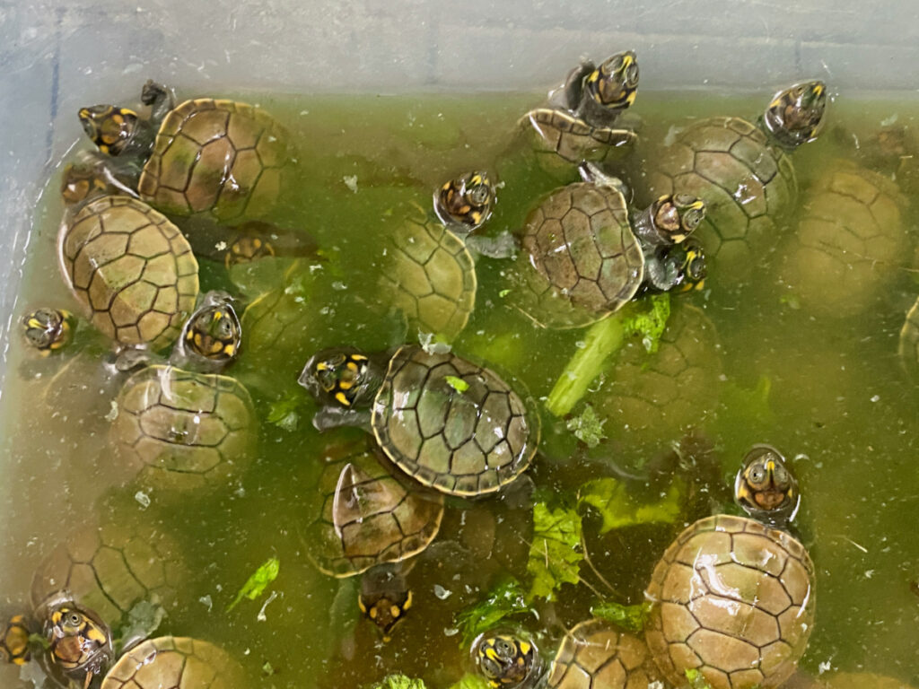 Peru Iquitos baby turtles