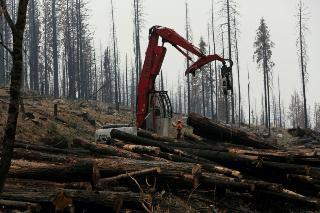 US California logging