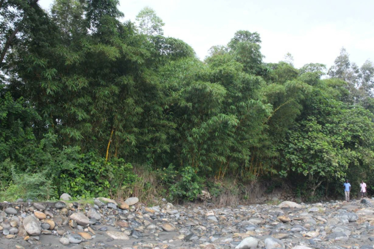 Uganda Bamboo3