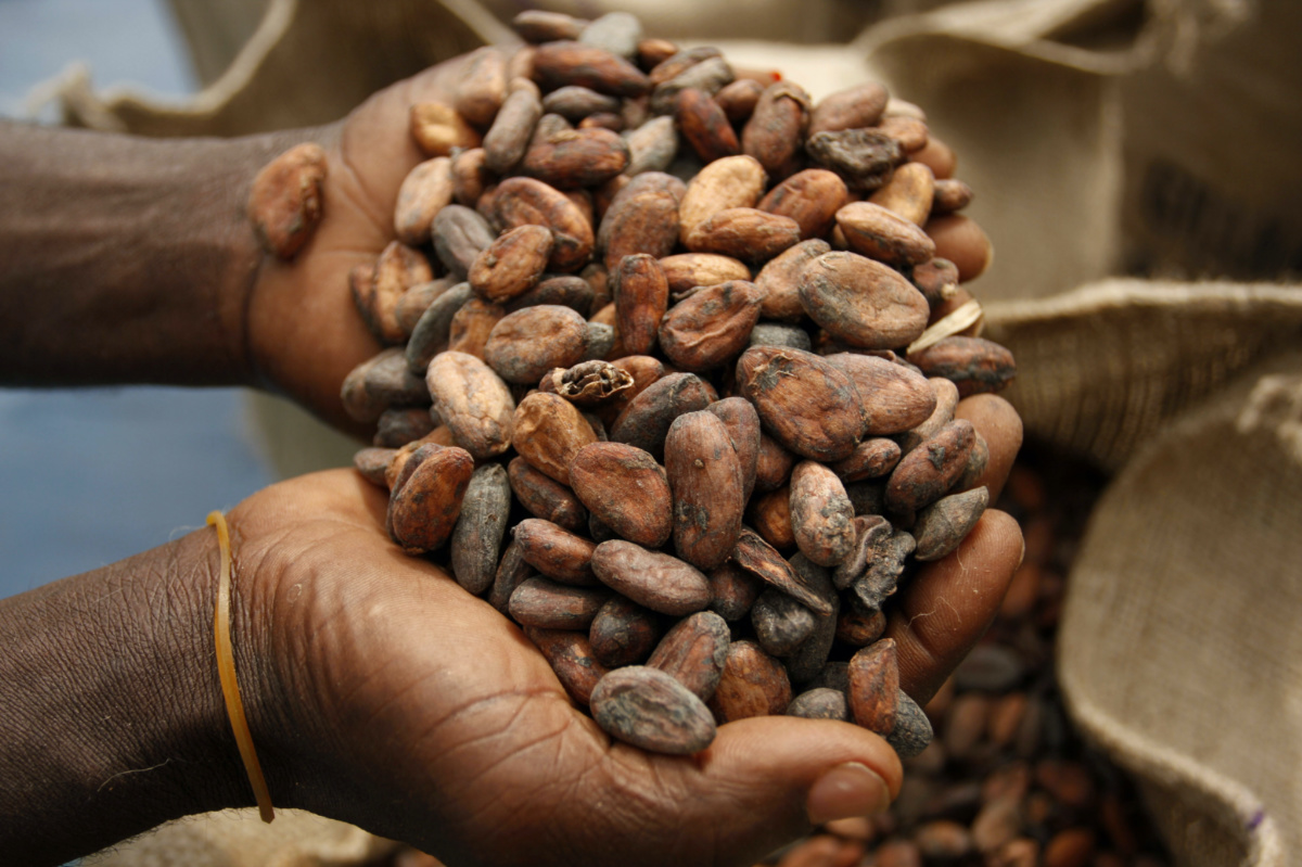 Ivory Coast dried cocoa beans