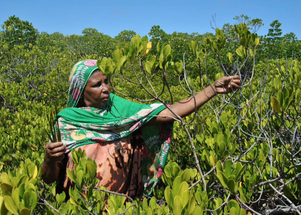 Kenya mangroves women1