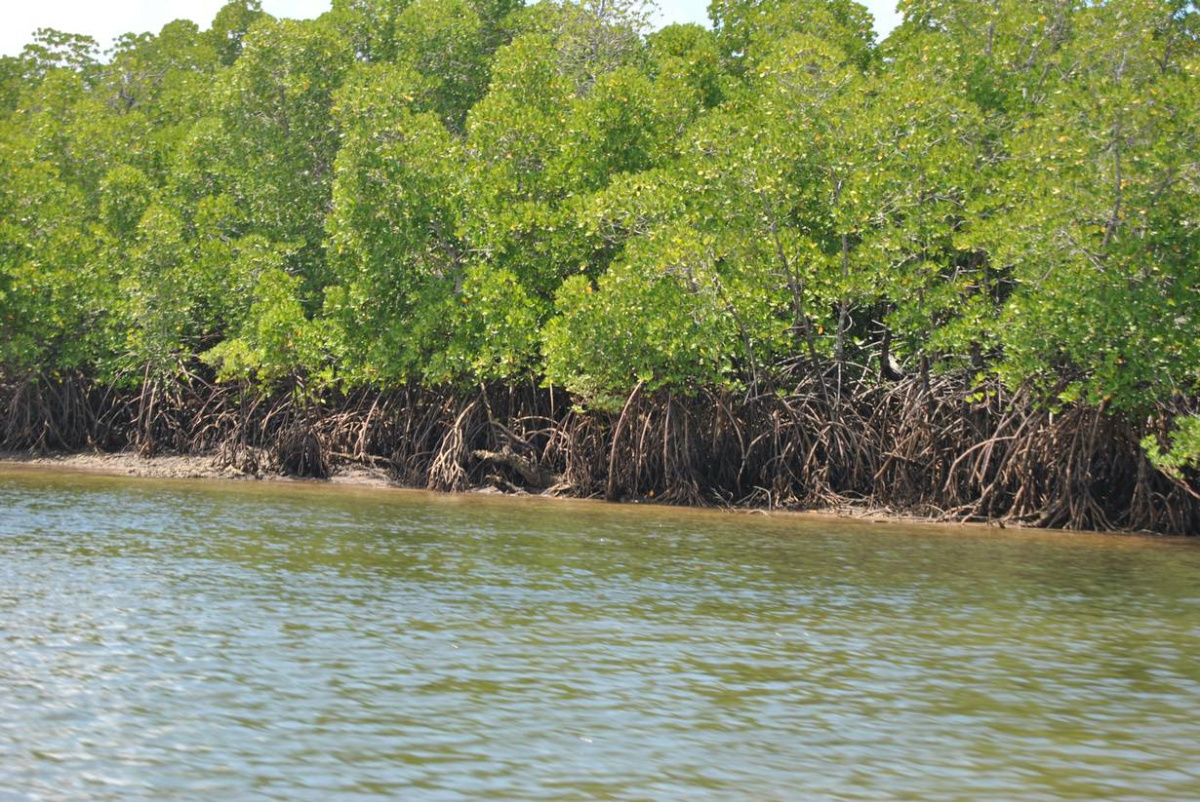 Kenya mangroves women2