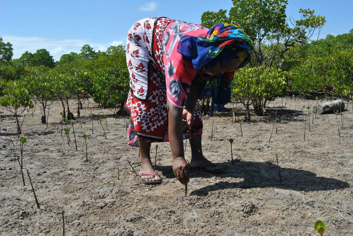 Kenya mangroves women3