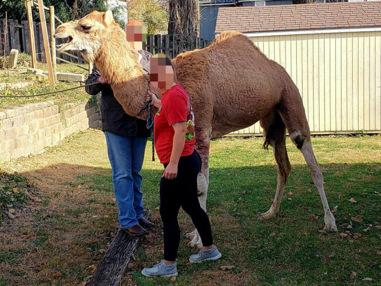 US Bonner Springs camel