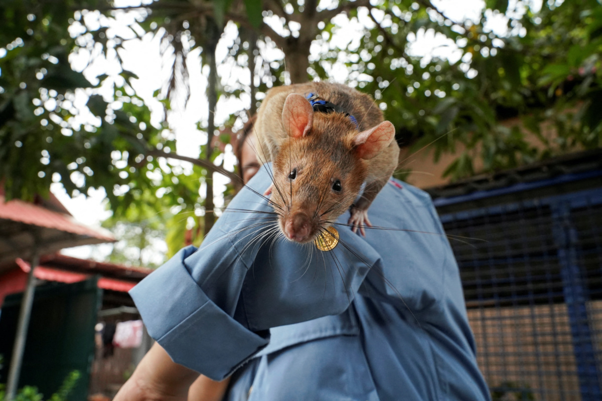 Cambodia Magawa the rat