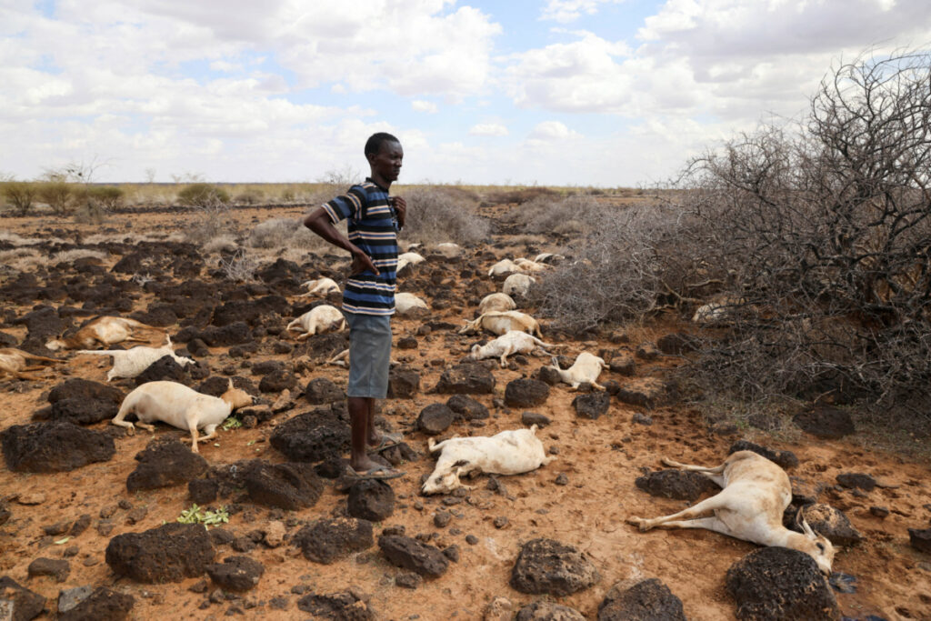 Kenya North Horr livestock deaths