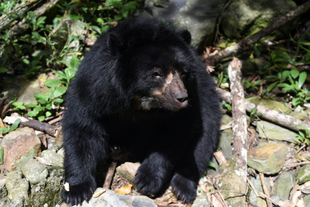 Bolivia Senda Verde ecological reserve Andean bear