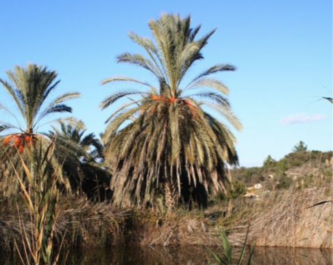 Israel Neot Kedumim palms