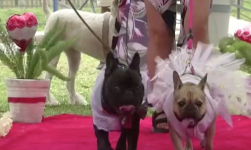 Peru dog wedding