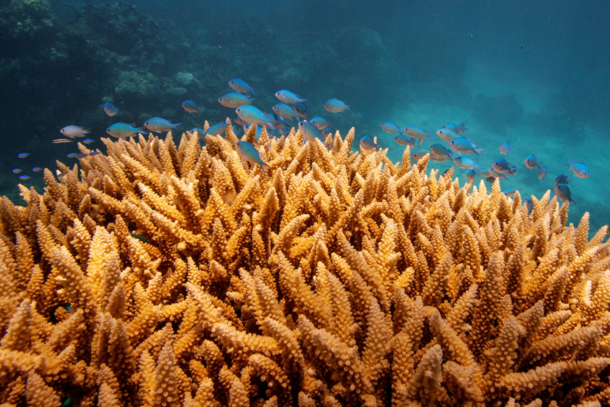 Australia Great Barrier Reef
