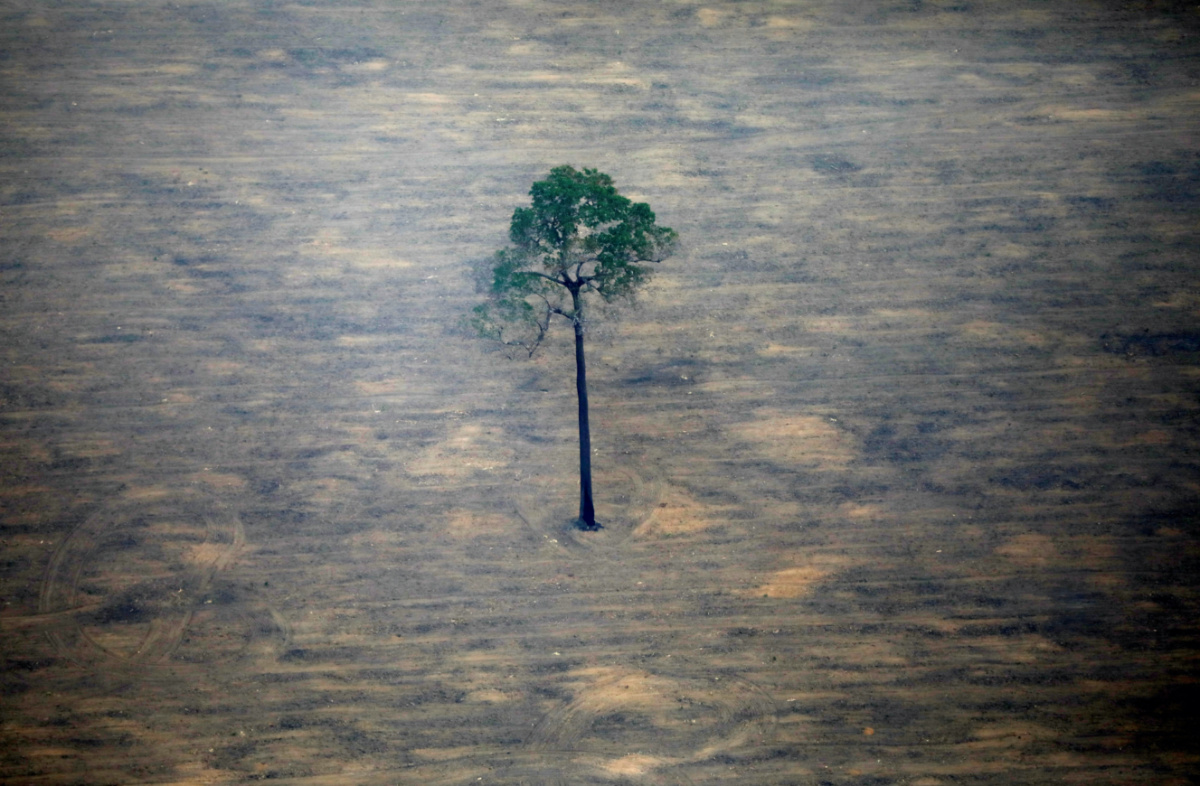Brazil Rondonia deforestation