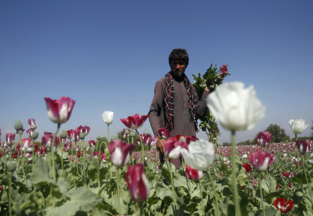Afghanistan Jalalabad poppy field