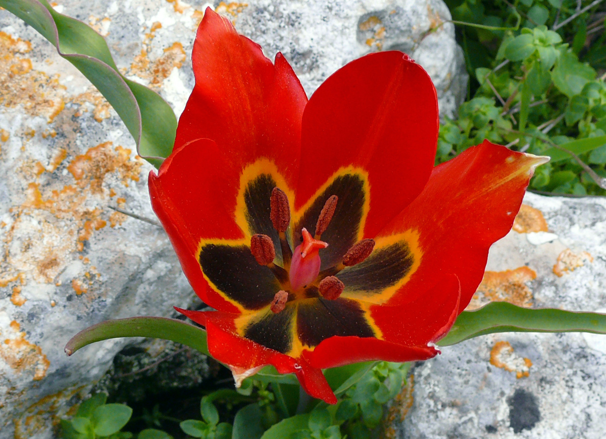 Tulip agenensis
