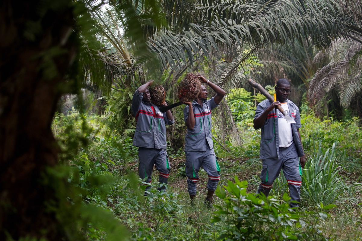 Africa Palm oil2