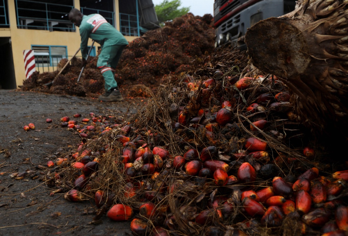 Africa Palm oil3