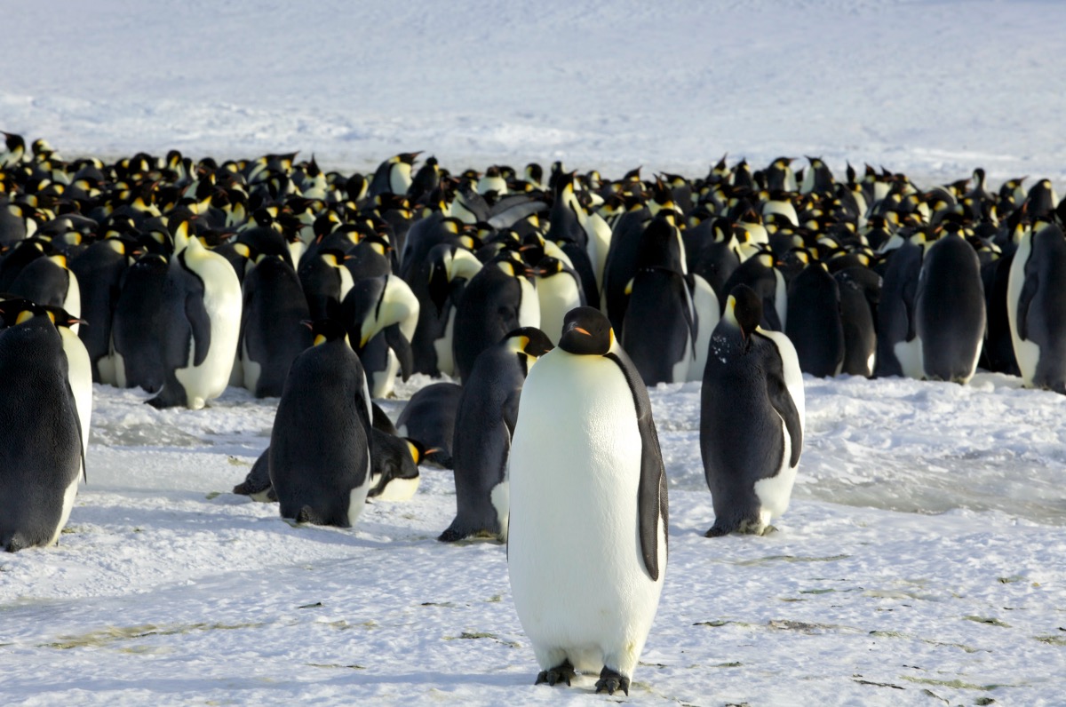 Antarctica Emperor Penguins