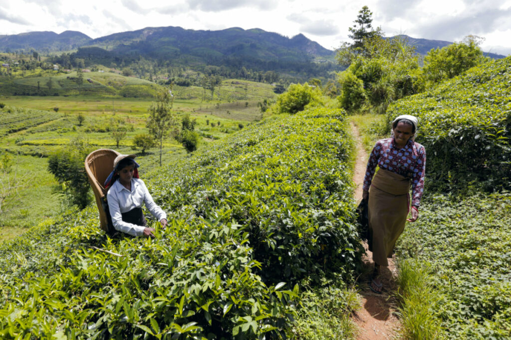 Sri Lanka tea pickers1