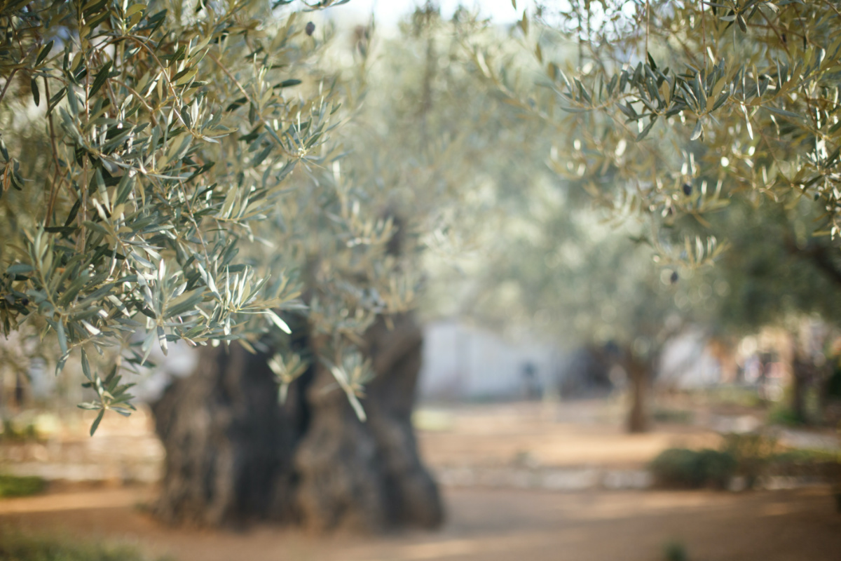 Israel Olive trees