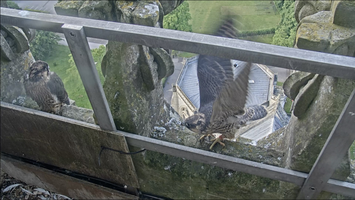 UK Derby Cathedral peregrine2
