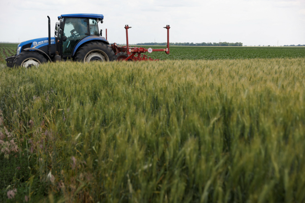 Ukraine Bashtanka Mykolaiv wheat field