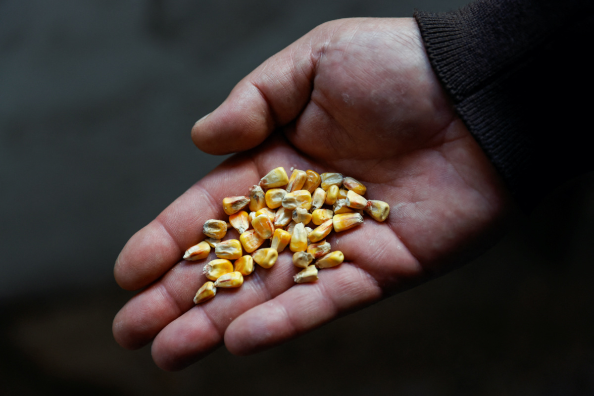 Ukraine grain in hand