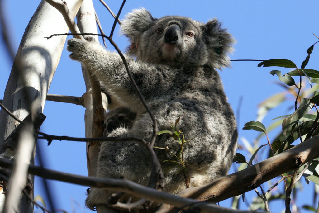 Australia Jenolan koala
