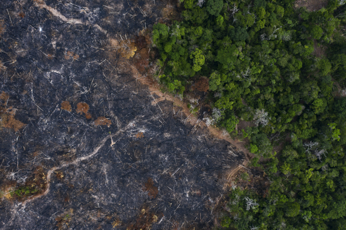 Brazil Amazon burned trees