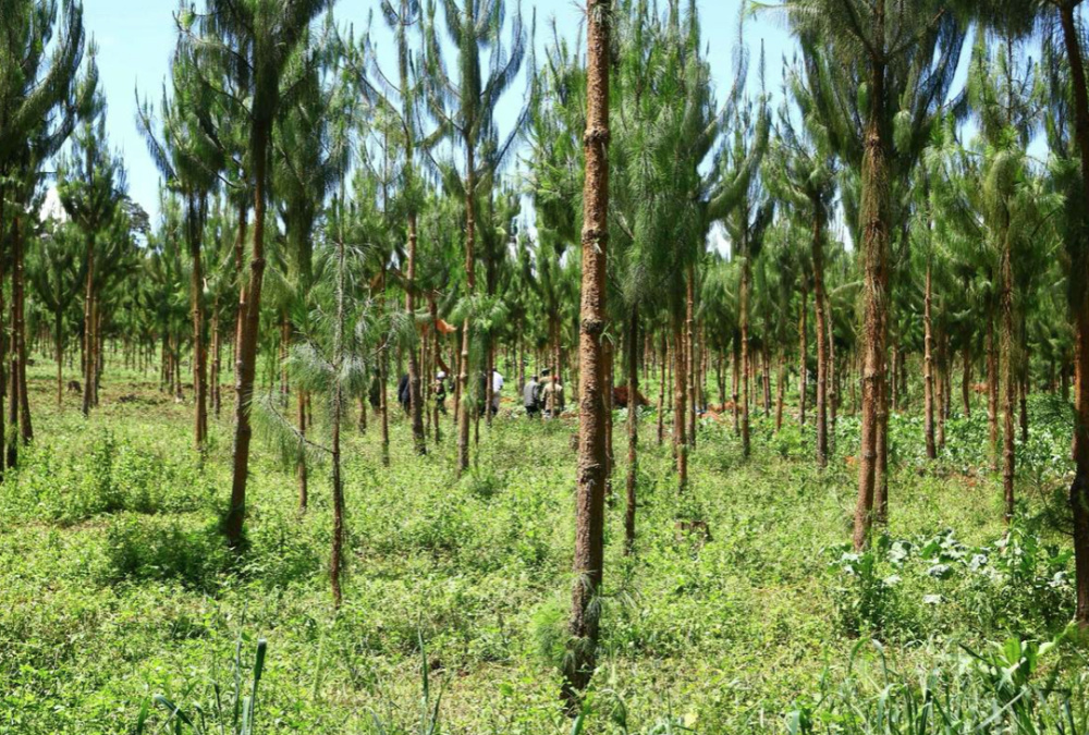 Kenya Kiambu Adopt a Forest1