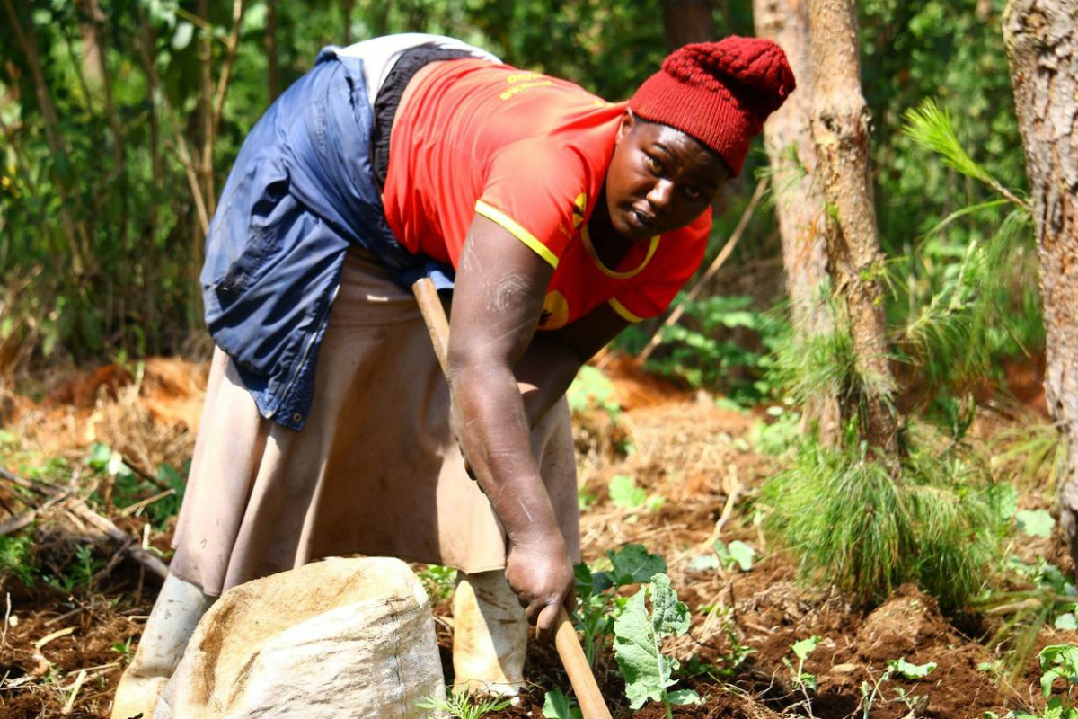 Kenya Kiambu Adopt a Forest2