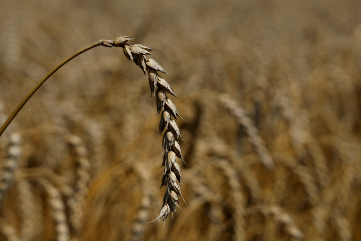 Ukraine Zhurivka wheat