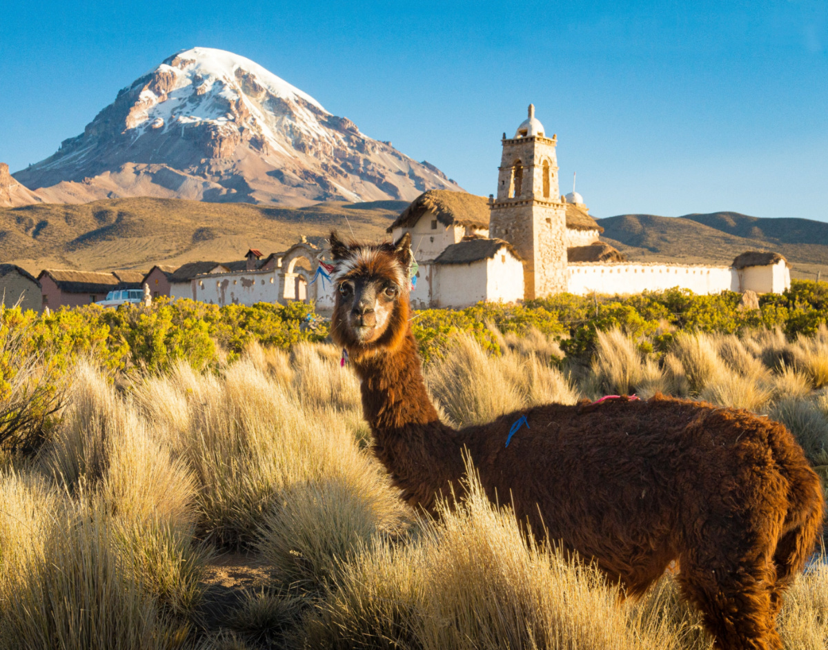 Bolivia Nevado Sajama alpaca