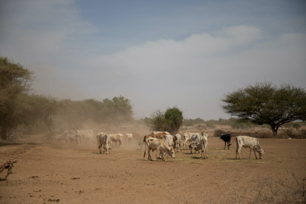 Ethiopia cattle affected by drought