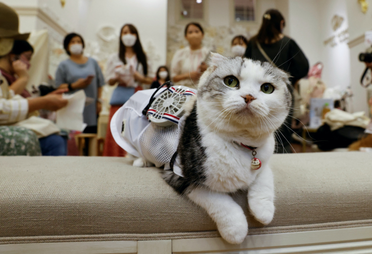 Japan cooling cat