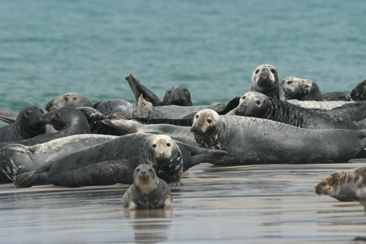 Canada Sable Island grey seals
